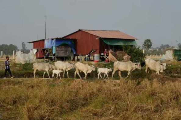 柬埔寨：旱季的乡村